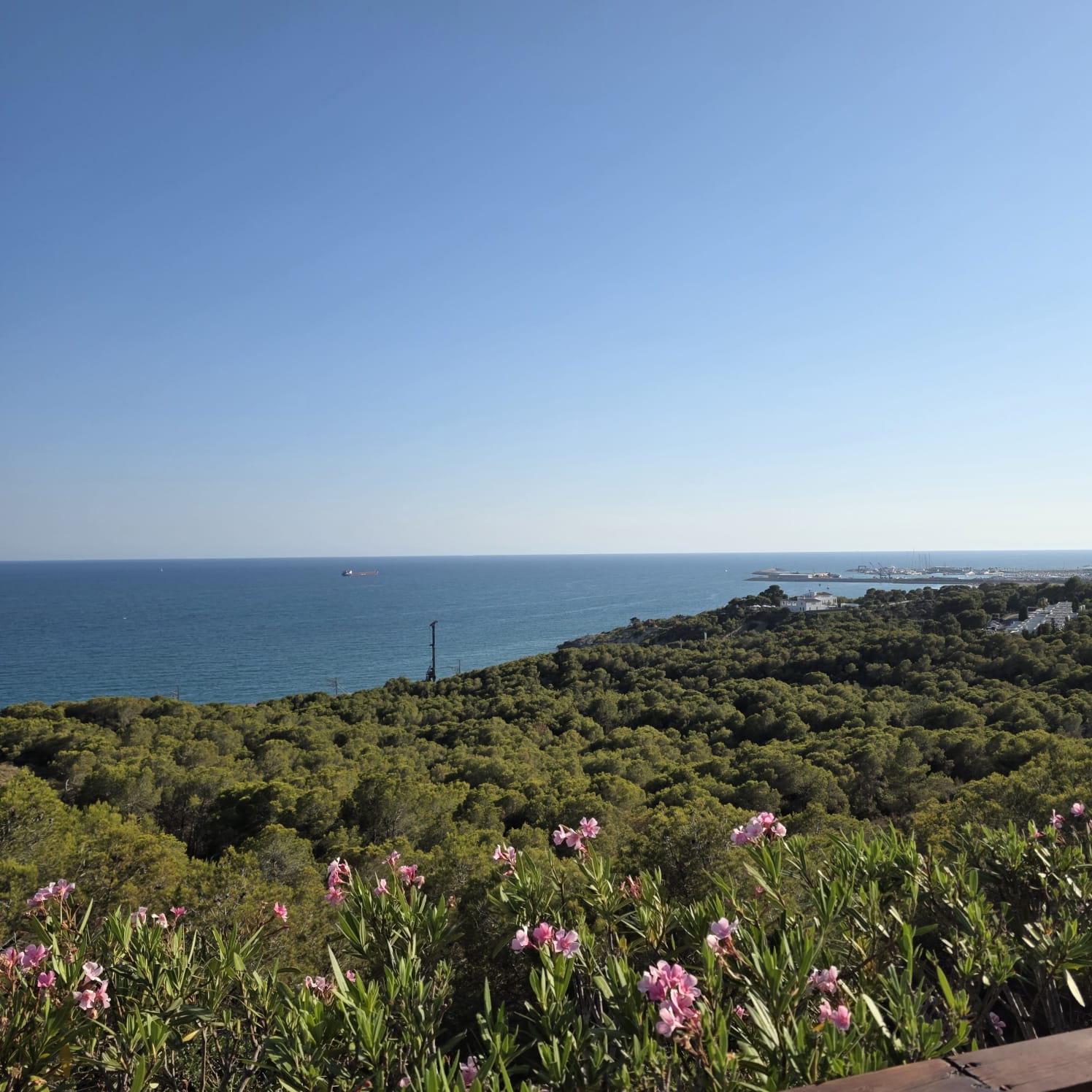 View of the Mediterranean coastline from Barcelona, with pine trees, oleander flowers and the sea in the background